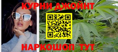 сатива Новозыбков